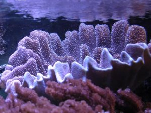coral_2943531.jpg