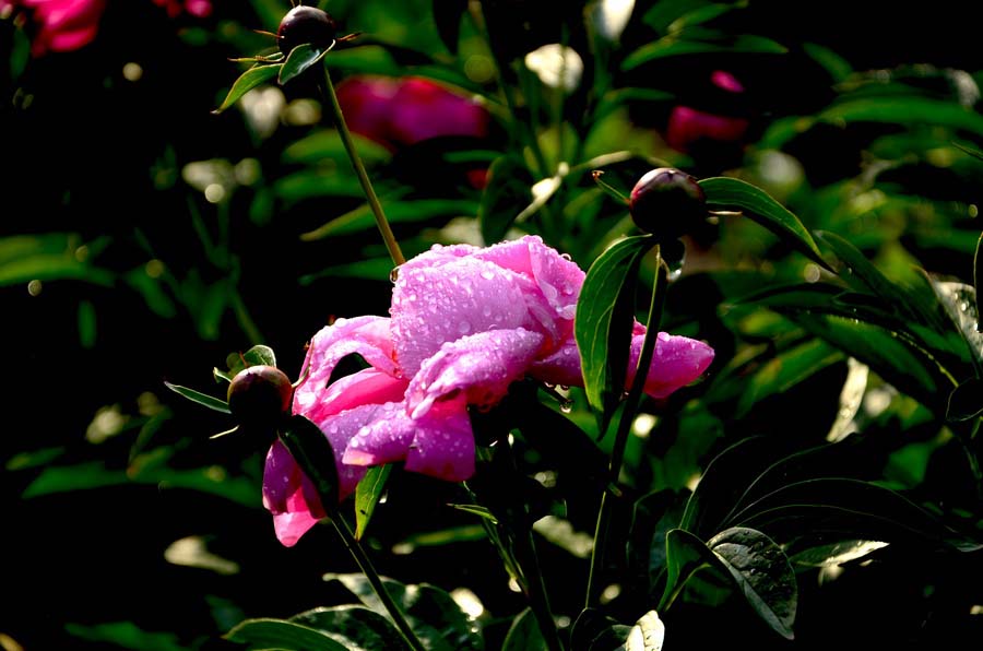 DSC_4897_С.JPG