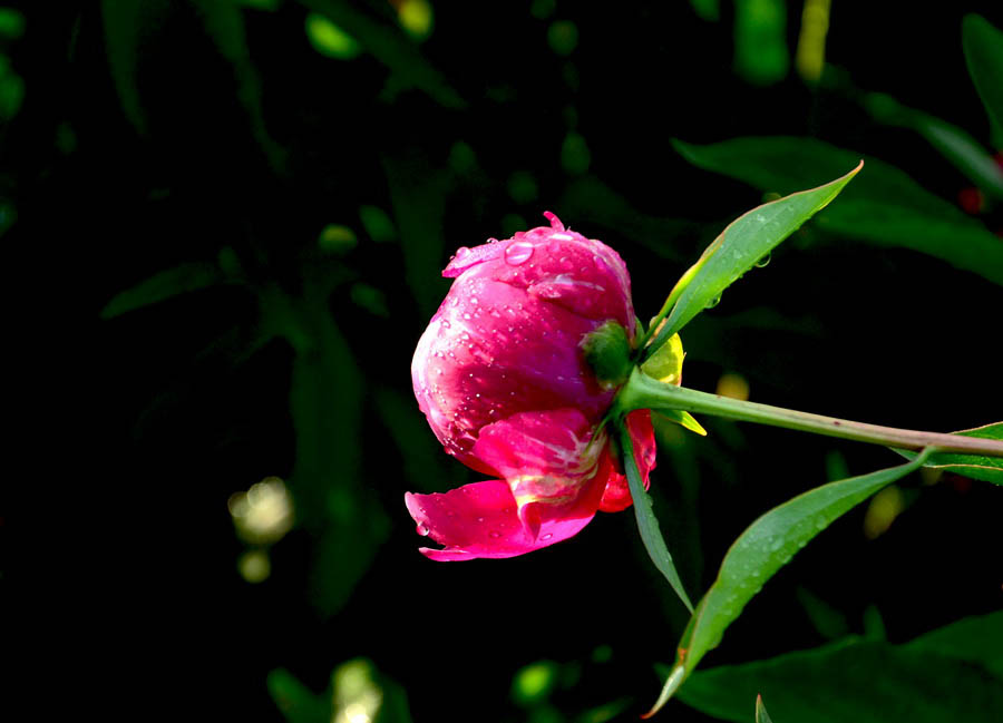 DSC_4900_С.JPG