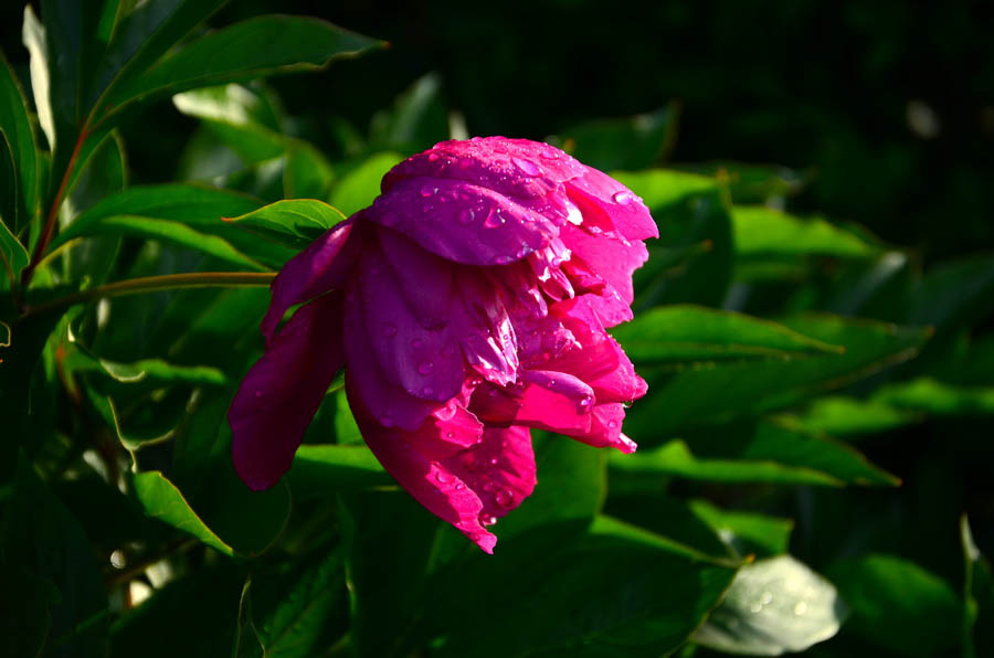 DSC_4901_С.JPG