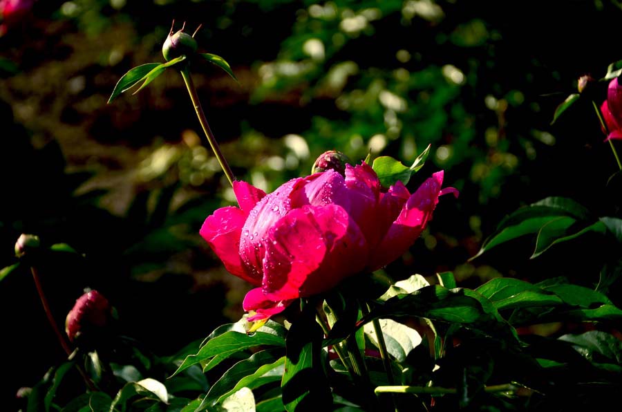 DSC_4903_С.JPG
