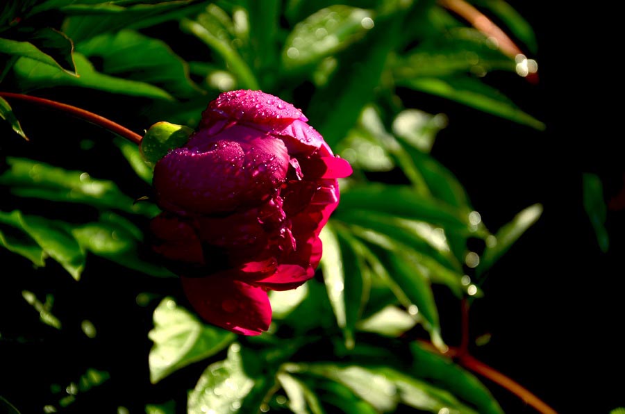 DSC_4917_С.JPG