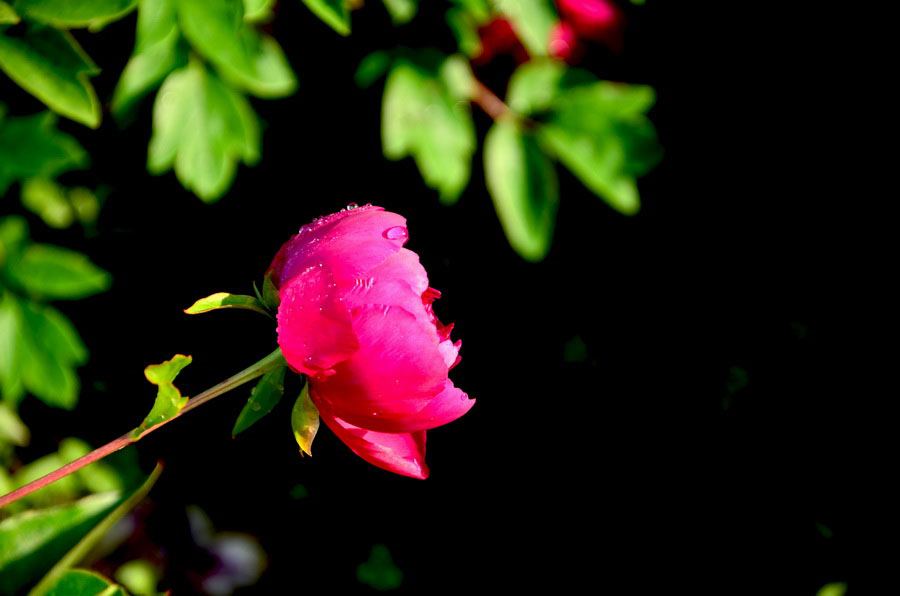 DSC_4918_С.JPG
