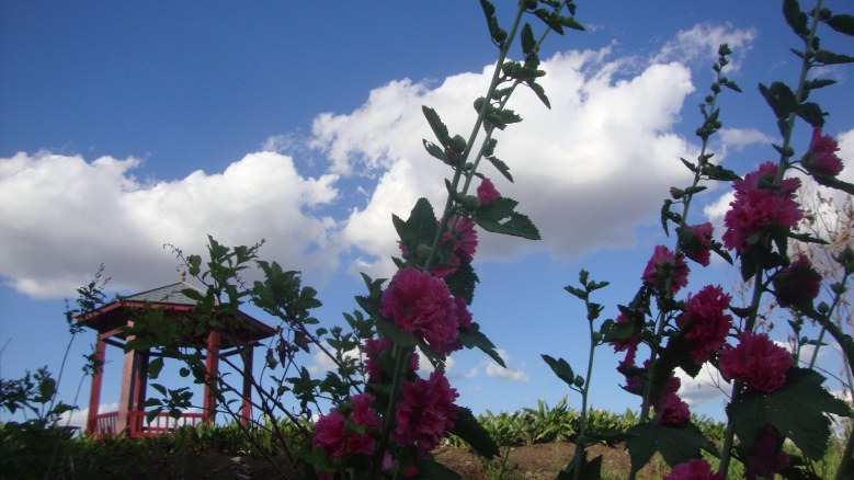 DSC02351_conew1.jpg