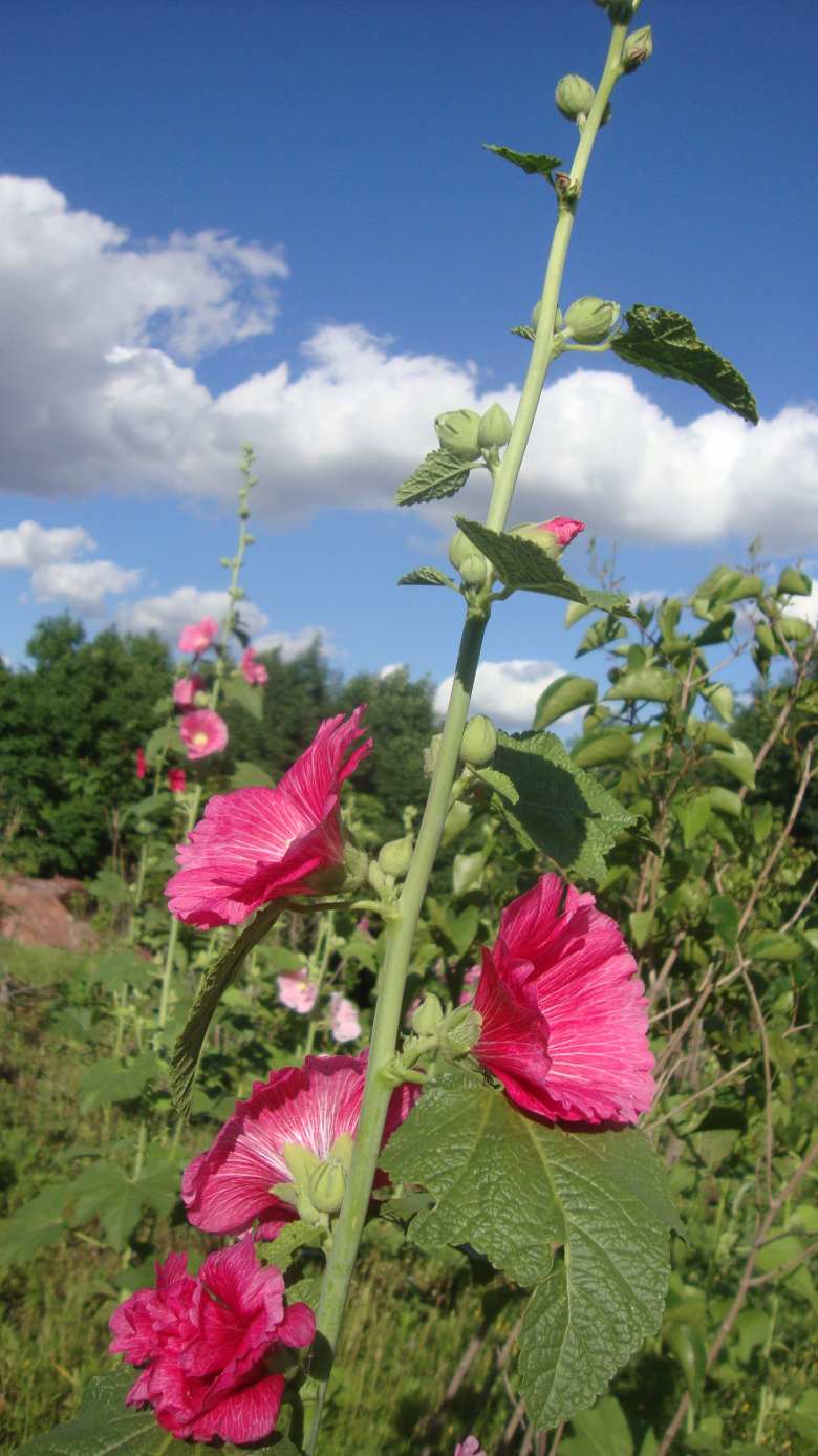 DSC02369_conew1.jpg
