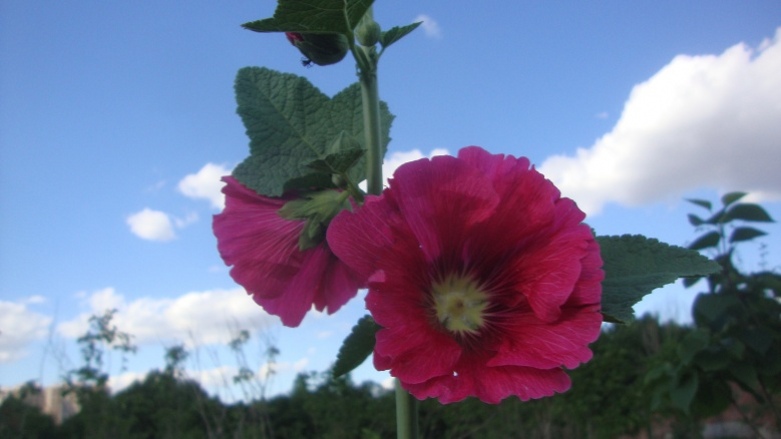 DSC02365_conew2.jpg