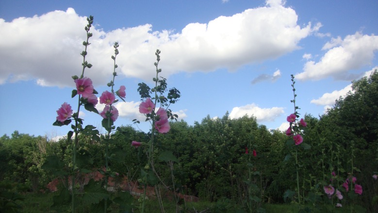 DSC02360_conew1.jpg