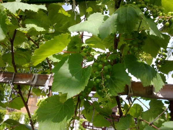 20150630717_conew2.jpg