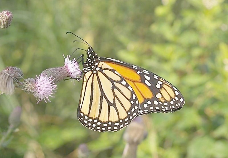 66n58PICkDY_1024_conew1.jpg