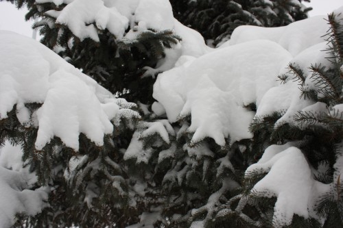 IMG_4977_conew1.jpg
