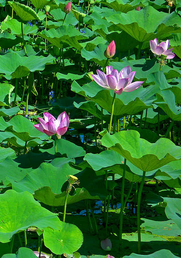DSCN5507-3.jpg