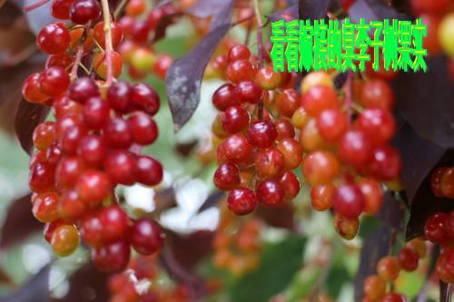 IMG_4286_conew1.jpg