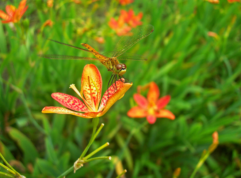 DSCN2771-3.jpg