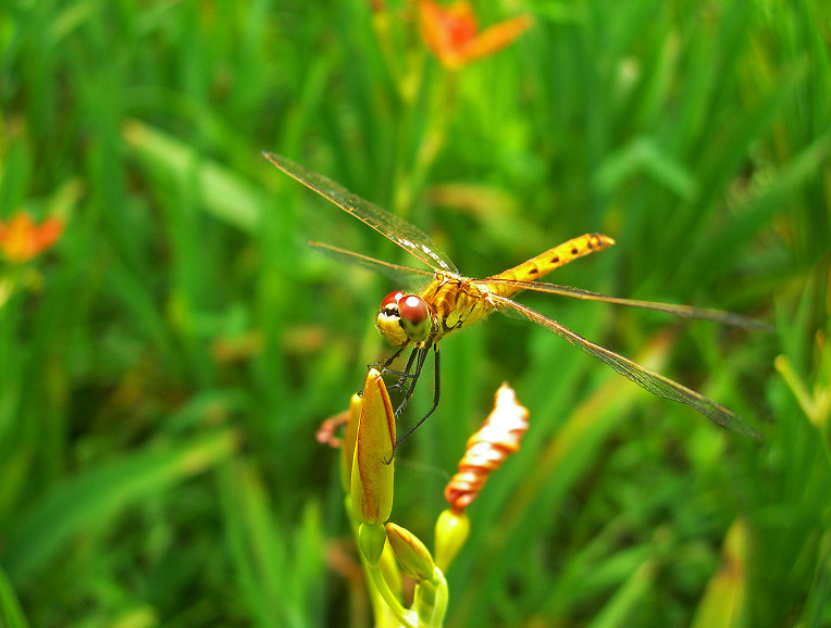 DSCN2780-3.jpg