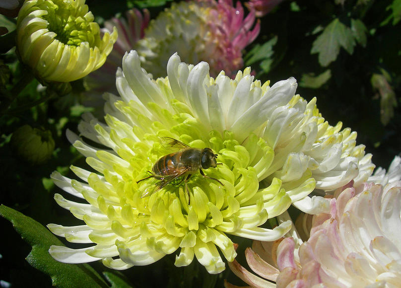 DSCN9824-3.jpg