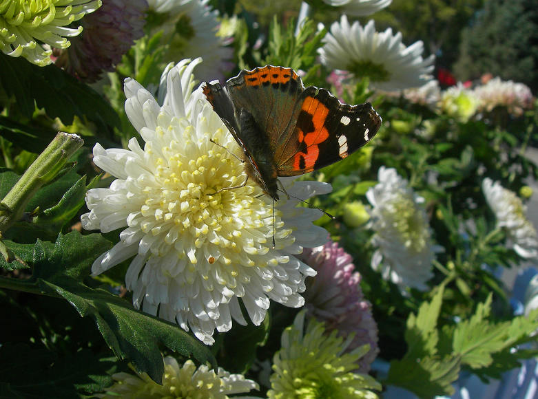 DSCN9873-3.jpg