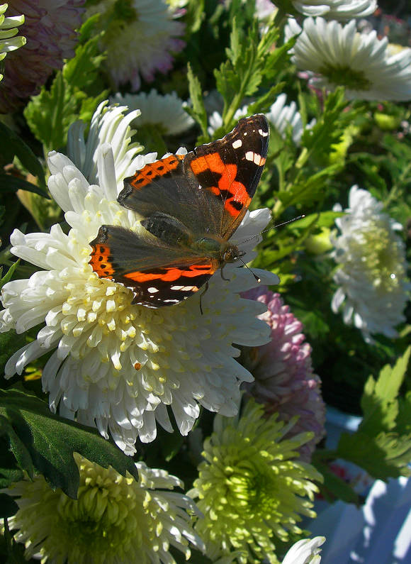 DSCN9882-3.jpg