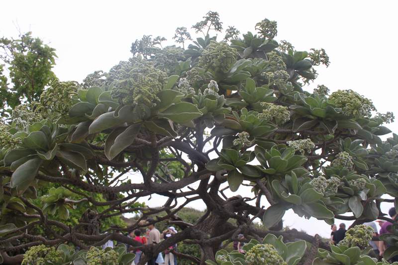 Ƭ 1159.jpg