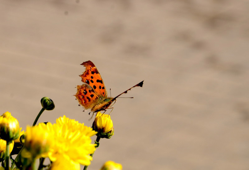 DSC_1555_ͼ_С.jpg