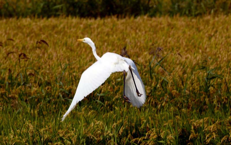 DSC_0953_ͼ_С.jpg
