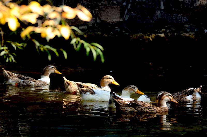  DSC_2054_С.JPG