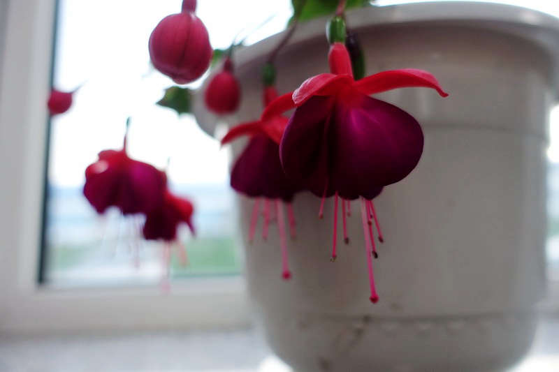 DSC06604.JPG