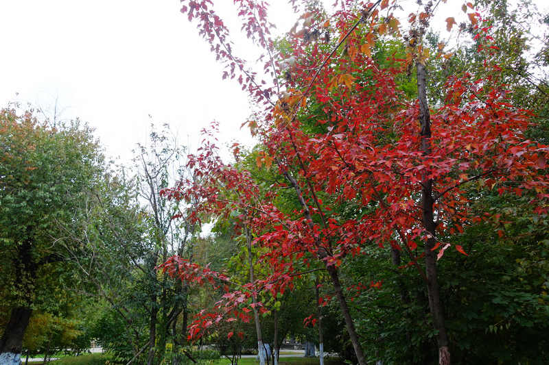 DSC07178.JPG