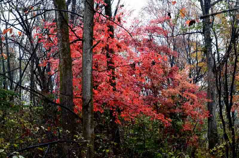 DSC_3191_ͼ_С_С.jpg