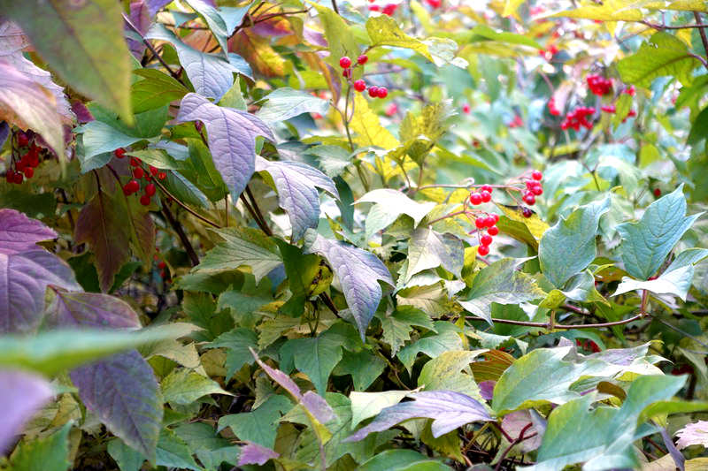 DSC07431.JPG