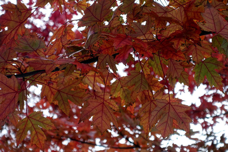 DSC07483.jpg
