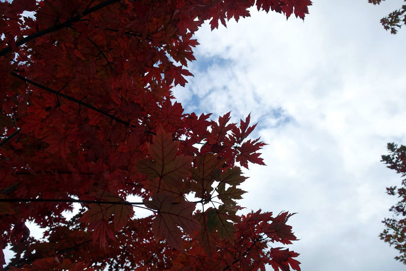 DSC07485.jpg