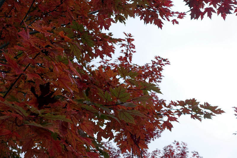 DSC07490.jpg
