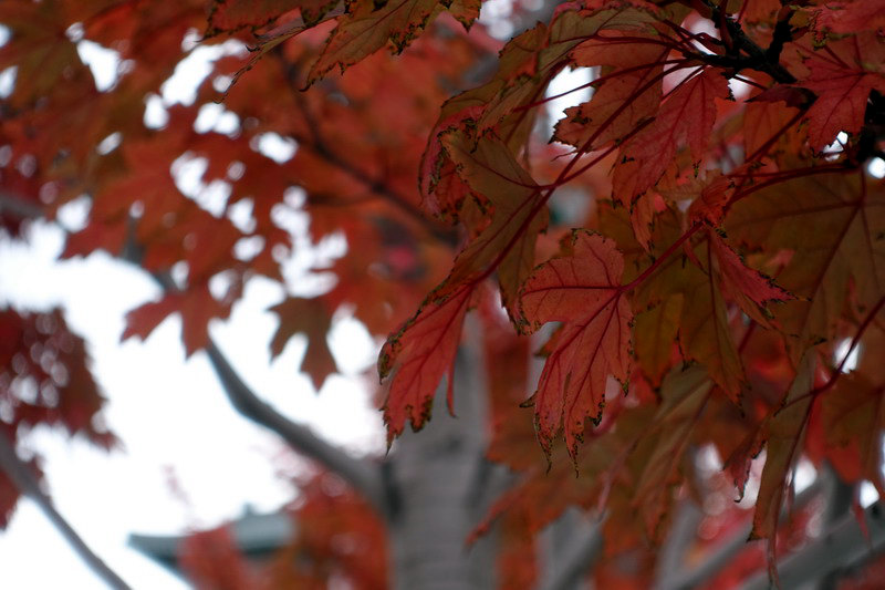 DSC07484.jpg