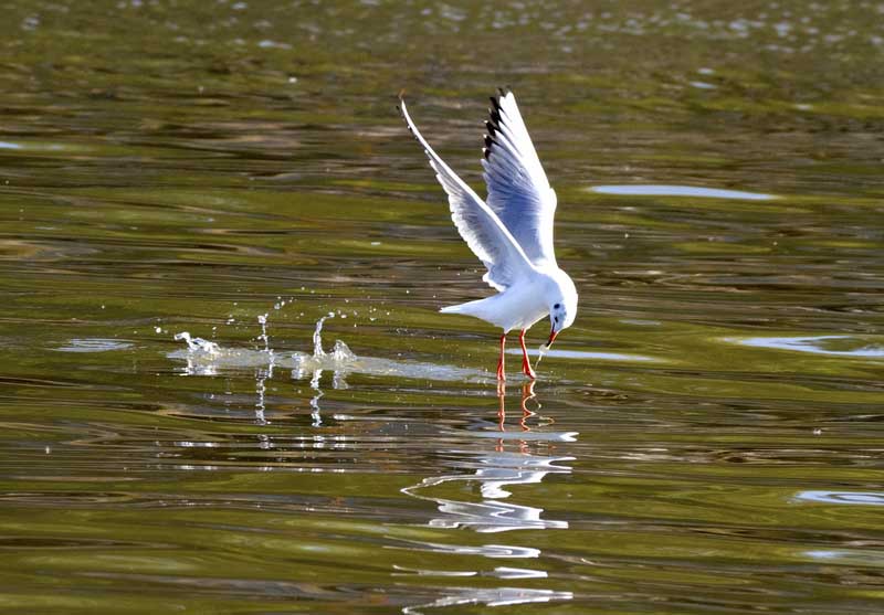 DSC_4493_С.jpg