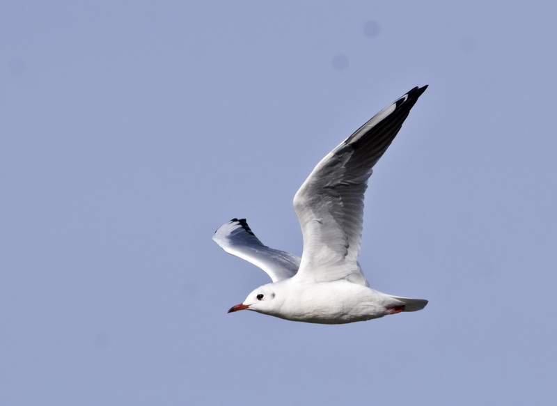 DSC_4426_ͼ_С.jpg