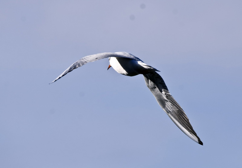 DSC_4453_ͼ_С.jpg