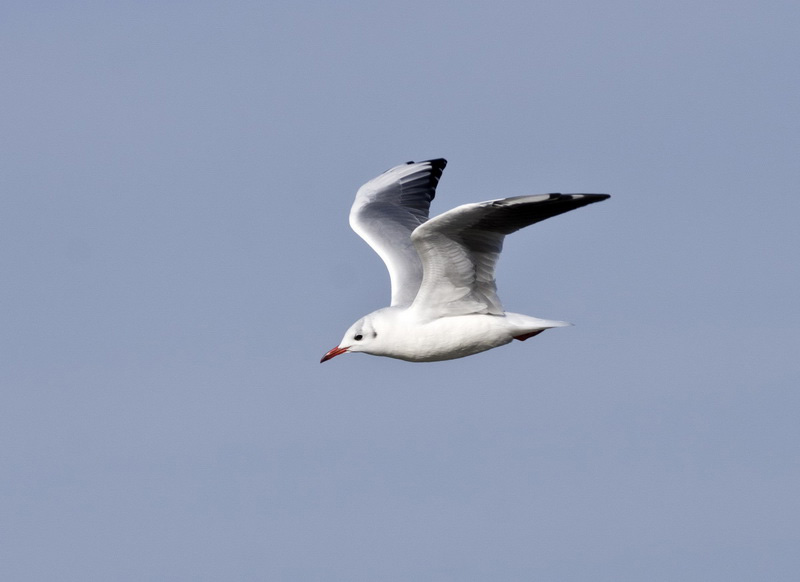 DSC_4503_ͼ_С.jpg