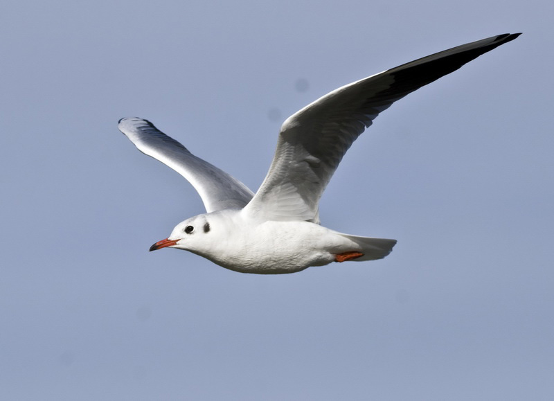 DSC_4552_ͼ_С.jpg