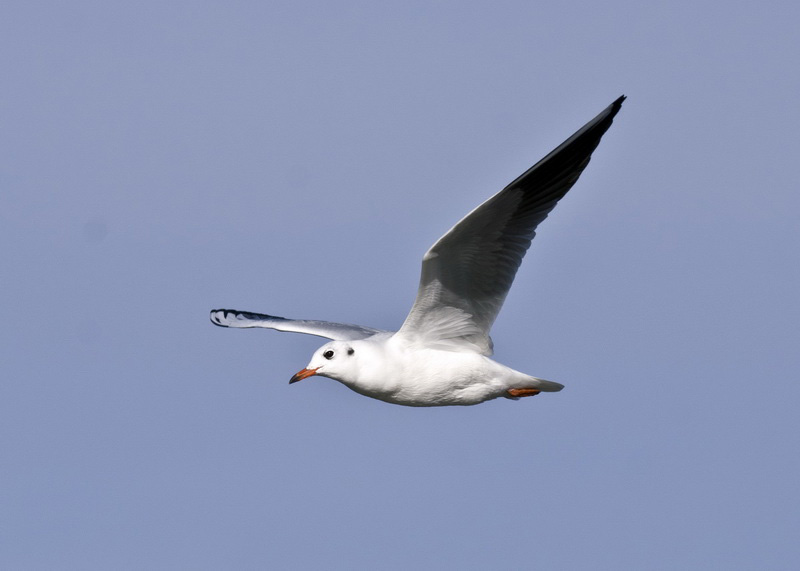 DSC_4557_ͼ_С.jpg