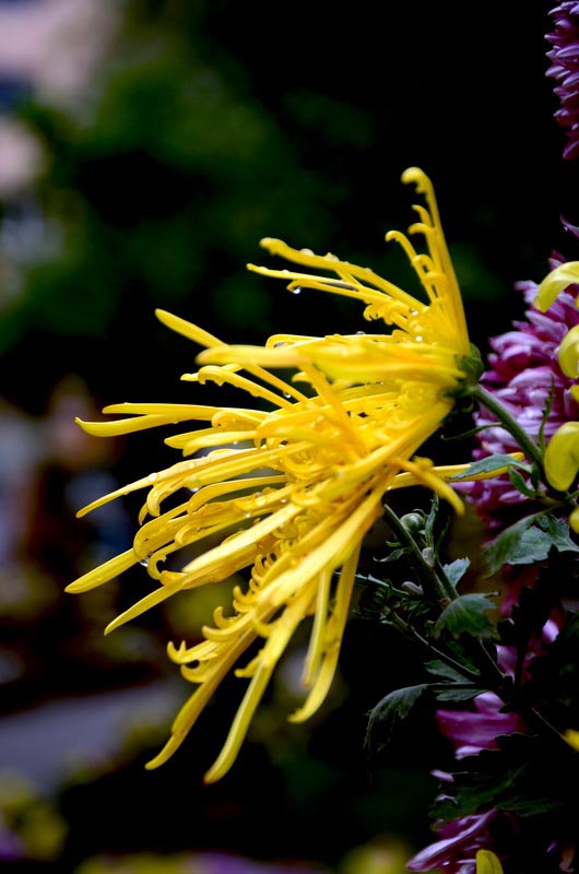 DSC_3724_С.JPG