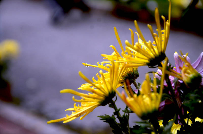 DSC_3738_С.JPG