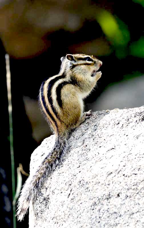 DSC_9184_С.jpg