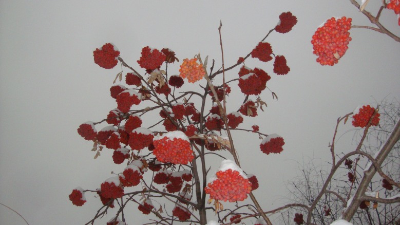 DSC00611_conew1.jpg