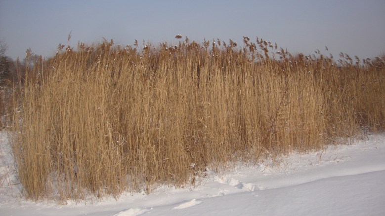 DSC00960_conew1.jpg