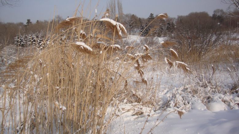 DSC00957_conew1.jpg