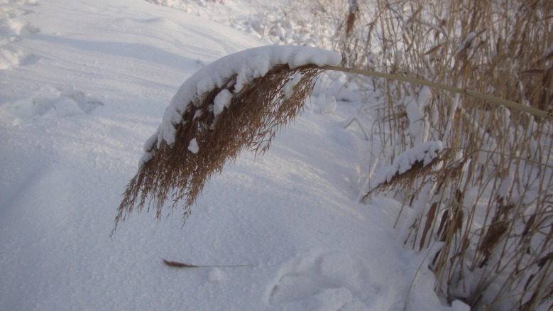 DSC00952_conew1.jpg