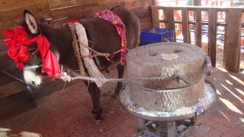DSC03220_conew1.jpg