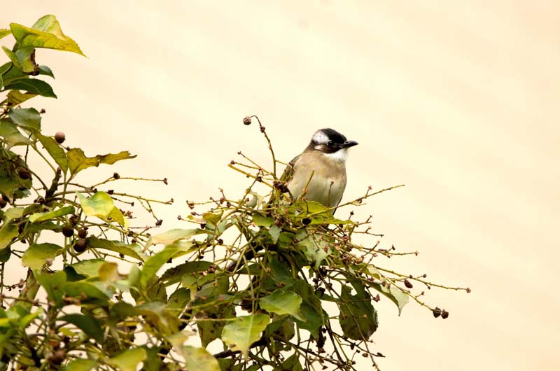 DSC_6921_ͼ.jpg