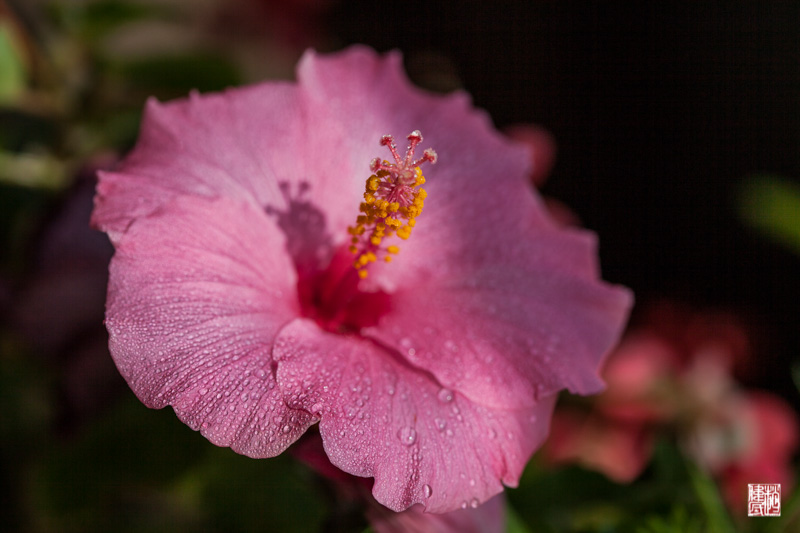IMG_8337.jpg
