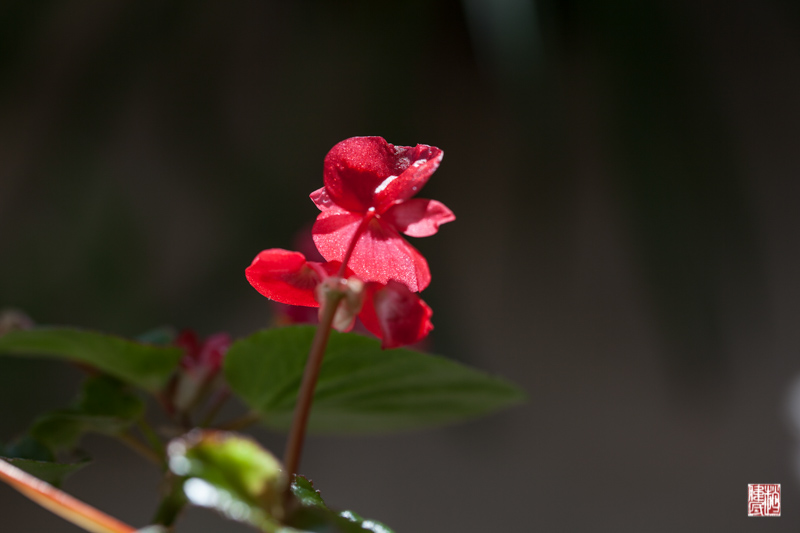 IMG_8353.jpg